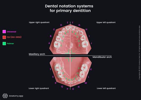 Perceiving the Interplay Between Dentition and Communication in Dreamscapes