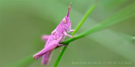 Personal Experiences: Stories of Individuals and Their Encounter with the Enigmatic Grasshopper