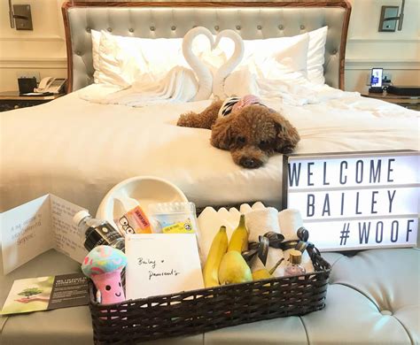 Pet-Friendly Amenities for an Unforgettable Stay