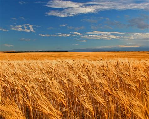 Picturing the Reveries of a Retired Wheat Field