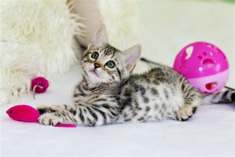 Playtime: The Favorite Activities of a Bengal Feline