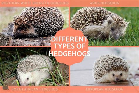 Popular Hedgehog Breeds for Adoption