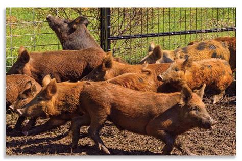 Population Management of Feral Swine: The Significance of Controlled Hunting