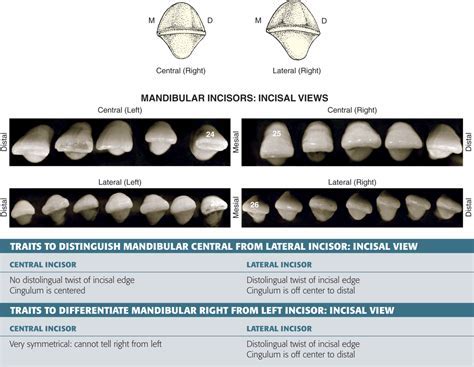 Possible Interpretations of Dropped Mandibular Incisors in Dream Scenarios