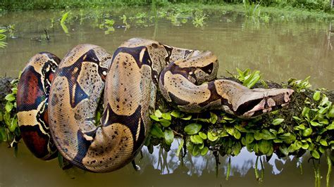 Possible Meanings of Dreams Involving Pythons or Boa Constrictors