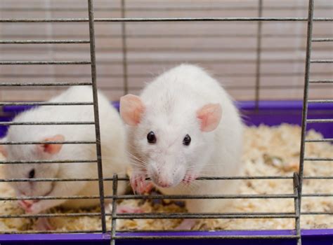 Possible Psychological Interpretations of the Rat Aggression