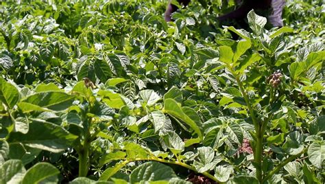 Potatoes' Hidden Potential: An Empowering Fresh Start for Her