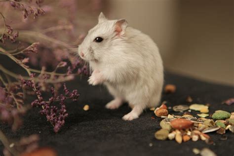 Potential Insights into Hamster Actions and Interactions in Dreams