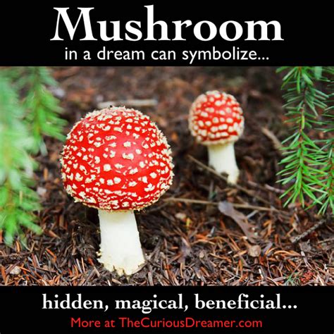 Powerful Transformation: The Symbolic Meanings of Fungi