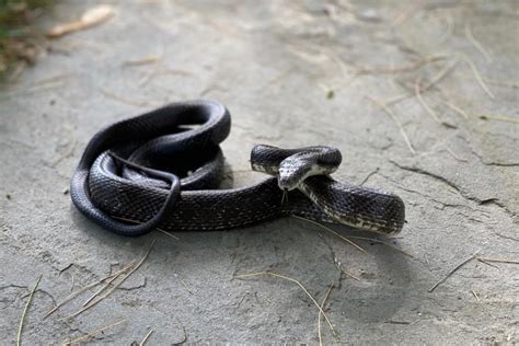 Practical Steps for Coping with Anxiety and Fear in Dreams of Snake Attacks