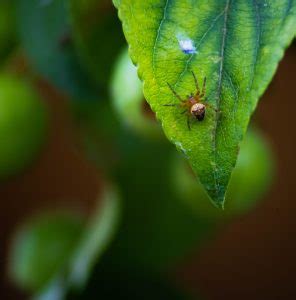 Practical Tips for Coping with Dreams of Spider Bites on the Finger