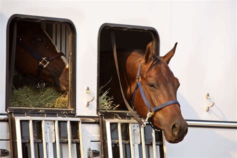 Preparing Your Equines for a Frosty Excursion