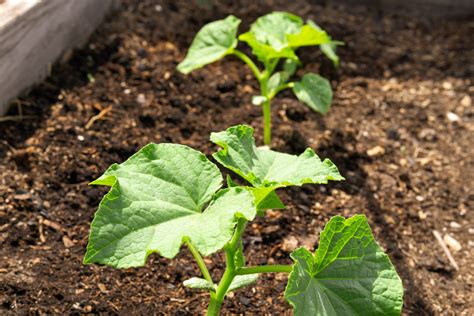 Preparing the Soil and Planting Cucumber Seeds