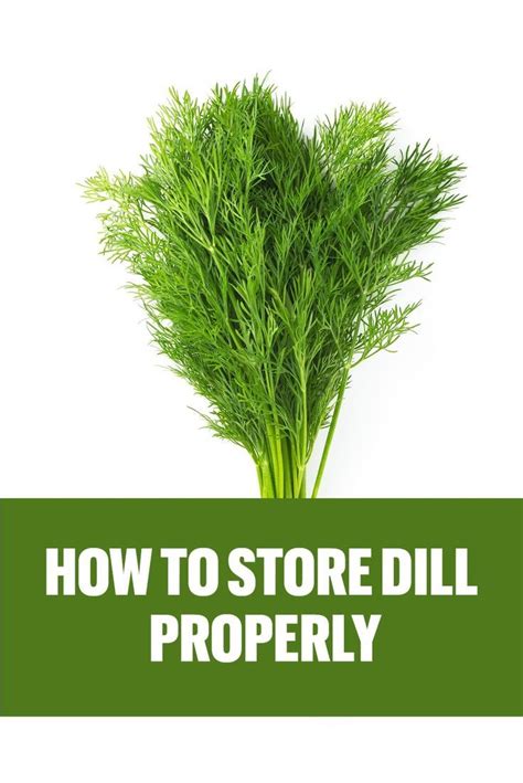 Preserving Dill's Freshness: Tips and Tricks for Proper Storage and Longevity