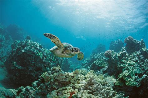 Preserving Nature's Wonder: Sustainable Tourism of Pristine Seas