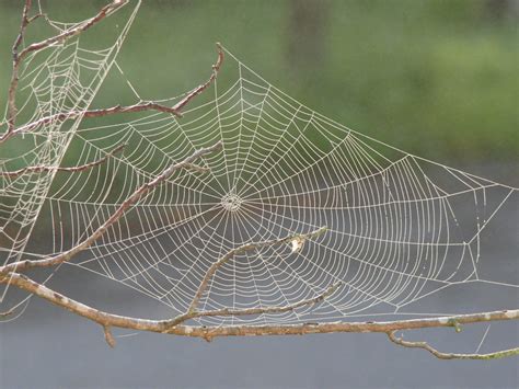 Preserving and Protecting the Vast Spider Web for Future Generations