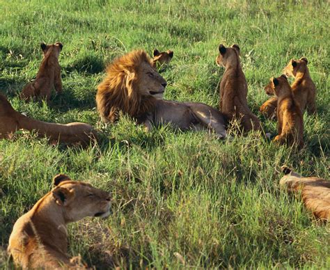 Preserving the Balance: Protecting Lions and their Pinecone Habitat