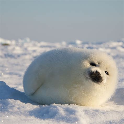 Preserving the Enchanted Habitat of Infant Seals