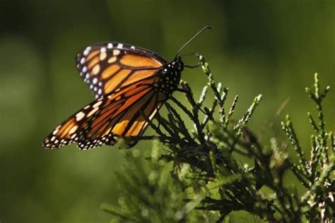 Preserving the Enchantment: Efforts to Conserve Butterfly Habitats