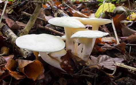 Preserving the Subtle Flavor of Ivory Fungi