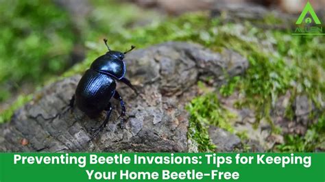 Preventing Beetle Invasions: Tips and Best Practices