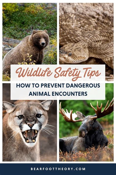 Preventing Future Encounters: Tips for Keeping Wildlife Away from Human Dwellings