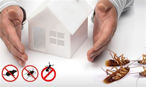 Preventing Future Infestations: Tips for Maintaining a Flea-Free Environment for Your Child
