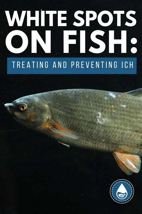 Preventing and Treating Common Afflictions in Pet Fish