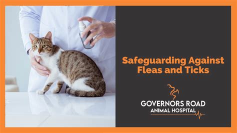 Preventive Measures: Safeguarding Against Fleas in the Feline Companion