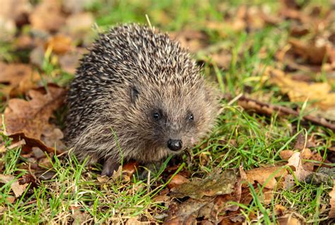 Profound Lessons: Insights Gained from the Hedgehog's Visit