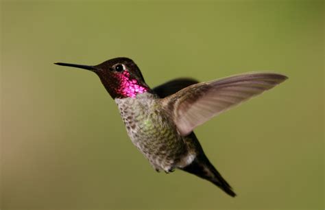 Promoting Hummingbird Conservation: A Shared Responsibility