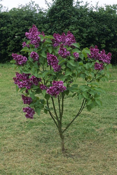 Proper Maintenance and Care for Your Beautiful Lilac Bushes