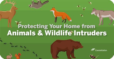 Protecting Your Home from Unexpected Wildlife Visitors