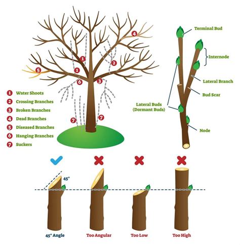 Pruning Techniques for Orchard Trees