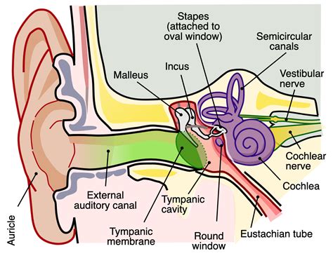 Psychological Impact of Experiencing the Auditory Manifestation of Insects Within the Auricular Cavity