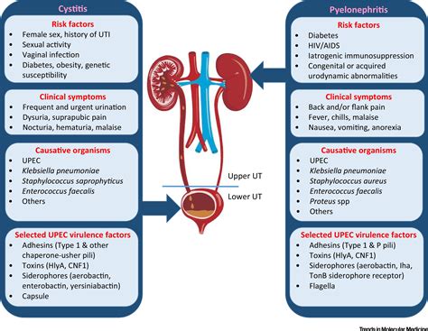 Psychological Interpretations of Hematological Manifestations in Cystitis-Associated Dreamscapes