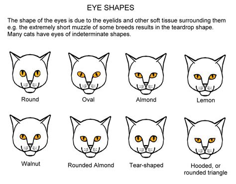 Psychological Interpretations of the Unusual Vision: a Feline Rests atop My Cranium