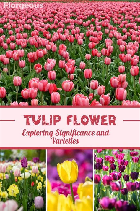 Psychological Significance of Tulip Flower Symbolism in Dreams