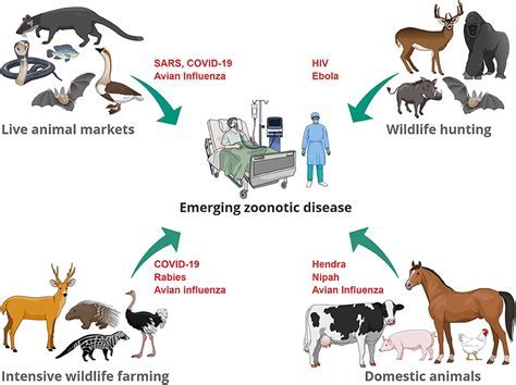 Public Safety at Risk as Uncontrolled Animal Causes Panic