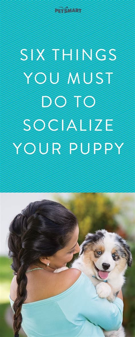 Puppy Playtime: The Delight and Vigor of Puppy Socialization