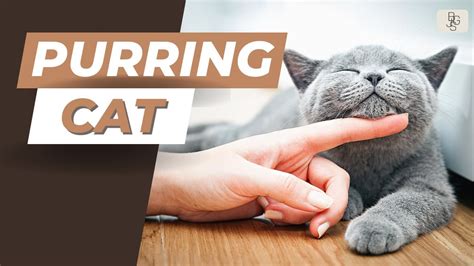 Purring Therapy: Exploring the Soothing Effects of a Feline's Reverie