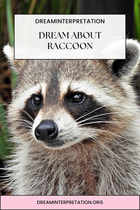 Raccoons as Messengers in Dream Interpretation