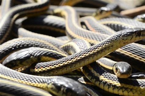 Rare Occurrence: Similar Snake Gatherings Recorded in Nature, But Not Indoors