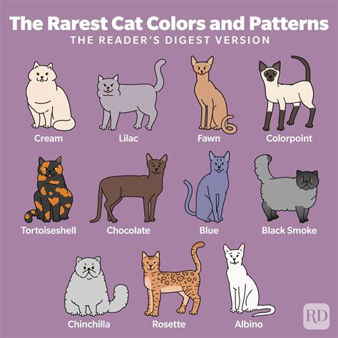 Rare and Unique Cat Colors to Discover