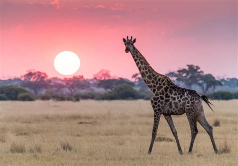 Reaching for the Heights: the Symbolism of the Giraffe's Height in Dreams