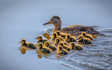 Reasons Behind the Presence of Baby Ducks in Our Subconscious