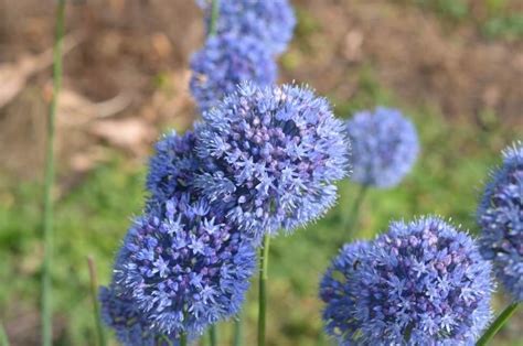 Reflecting on Your Subconscious: Exploring the Possible Meanings of Dreaming About Purchasing Sets of Allium cepa Bulbs