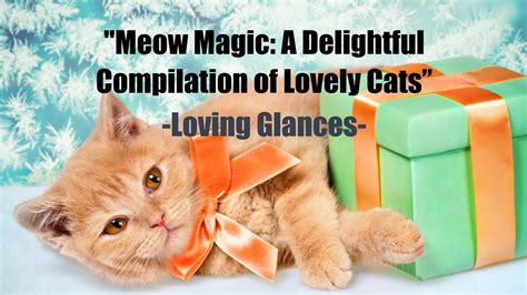 Reflections from an Enchanting Feline Companion