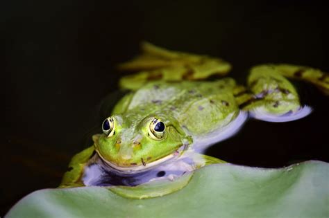 Reflections of the Subconscious: The Frog as a Symbol of Rebirth