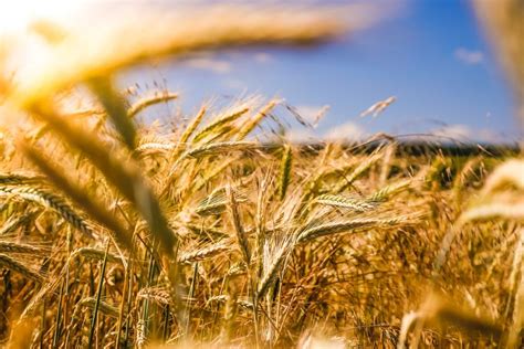 Relating Wheat-Filled Field Dreams to Growth and Abundance